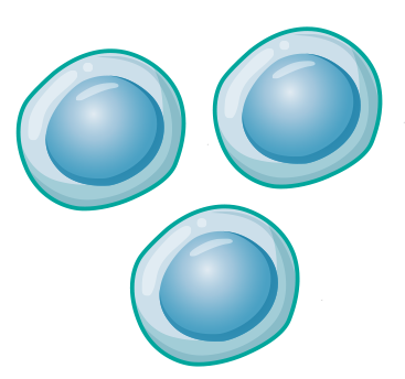 Multiple cells Multiple cells