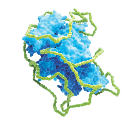 Jivi molecule Jivi molecule