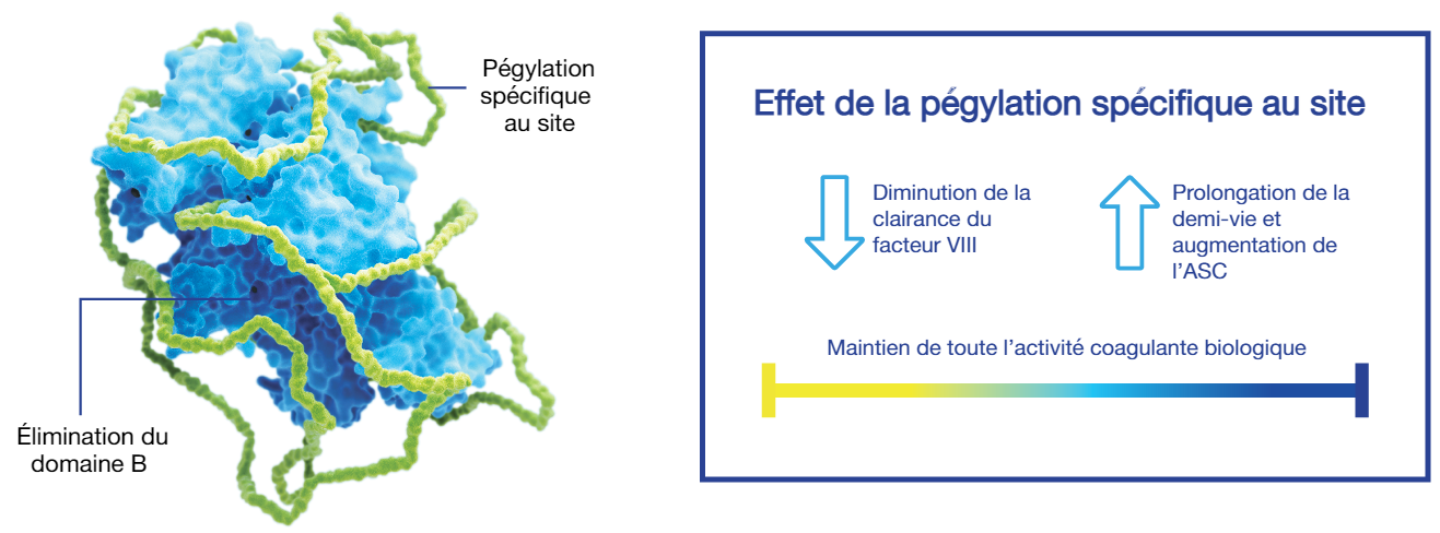 Une image d’une molécule Une image d’une molécule